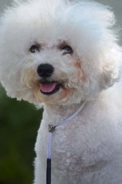 istock Bichon Frize dog 1627193497
