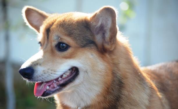 istock dog breed corgi 1627195133