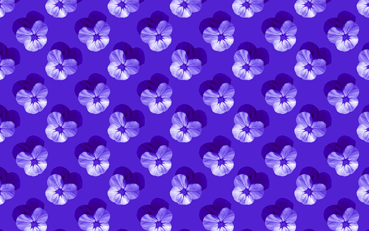 Beautiful pansy flowers. Blooming pansies seamless pattern. Floral natural background.
