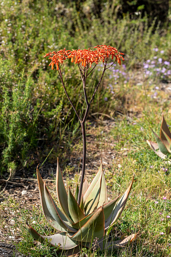 Aloe Ferox in the Seweweekspoort pass , Klein-karoo, Little Karoo, Western Cape, South Africa. parrot sitting on a rope