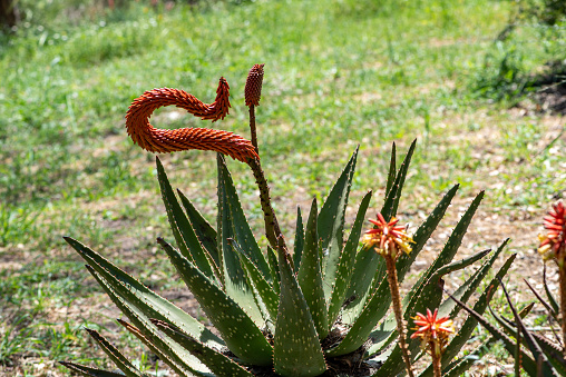 Aloe Ferox in the Seweweekspoort pass , Klein-karoo, Little Karoo, Western Cape, South Africa. parrot sitting on a rope