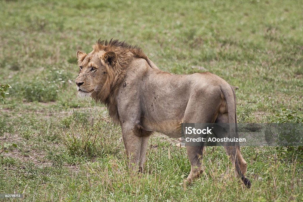 Retrato de Leão macho grande - Royalty-free Adulto Foto de stock