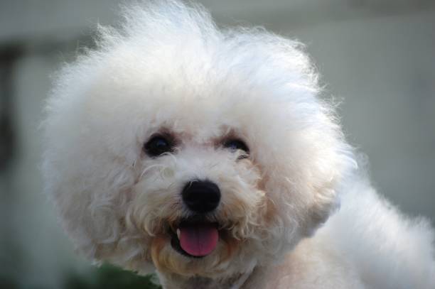 istock Bichon Frize dog 1627197455