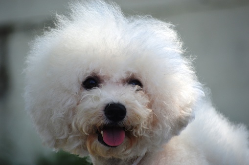 French small dog breed from the Bichon group.