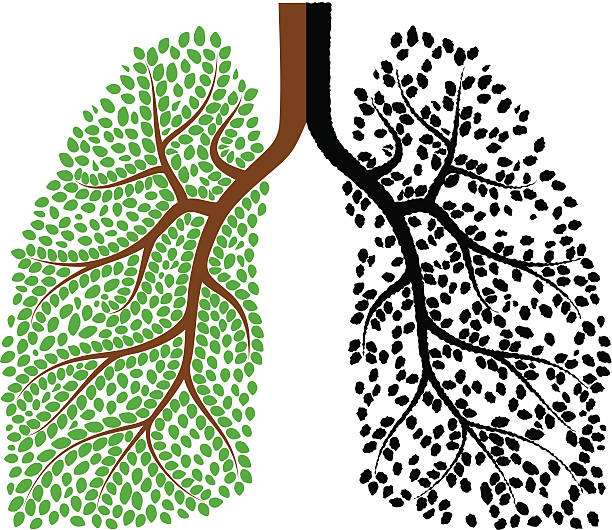 ilustrações, clipart, desenhos animados e ícones de pulmões - inhaling human lung problems anatomy