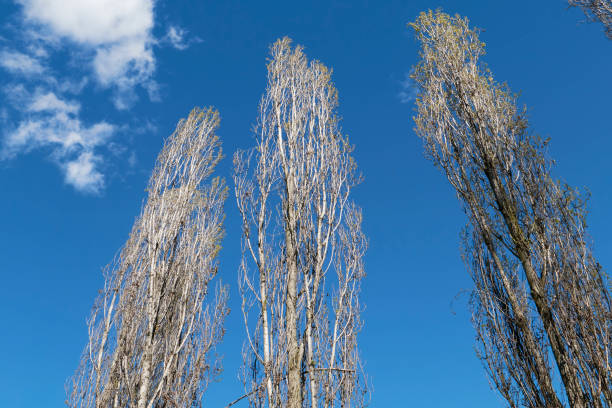 A Serene Winter Scene of White Birch Trees in a Park with Sunlight Filtering Through Bare Branches