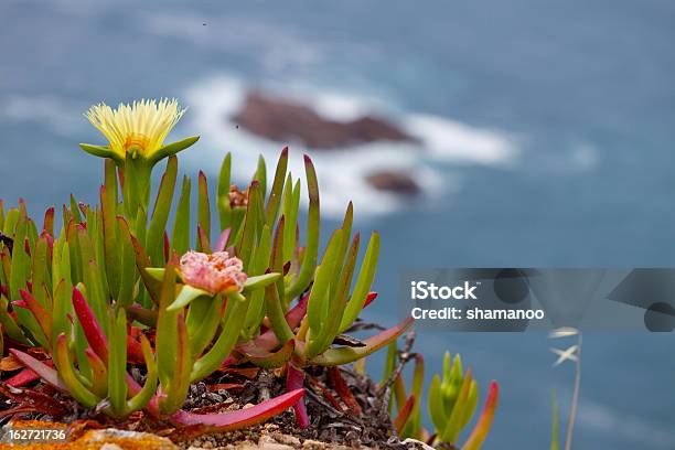 Blume Iceplant Rocky Und Meer Im Hintergrund Stockfoto und mehr Bilder von Atlantik - Atlantik, Blume, Fels