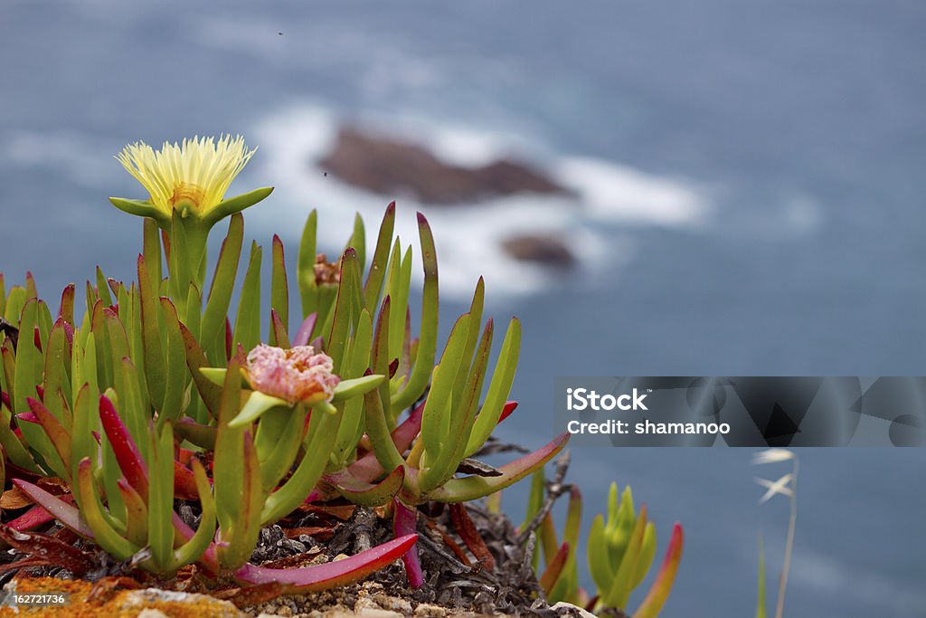 Fleur Iceplant Rocky et de l'océan en arrière-plan - Photo de Couleur verte libre de droits