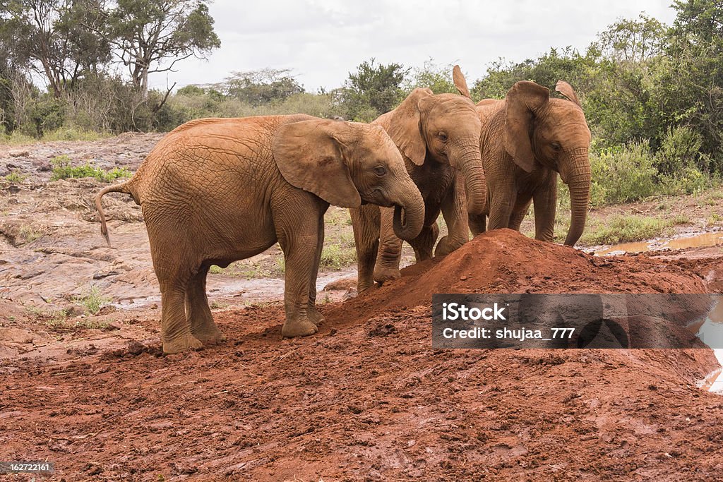 Trois bébés éléphants Jouez les uns les autres à l'argile minier - Photo de Afrique libre de droits