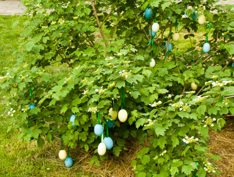 Kiev, Ukraine, painted eggs on plant, decoration for  Easter holiday in public park.