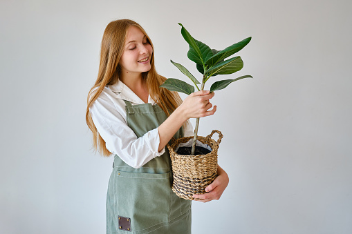 Beautiful girl florist holding a pot with a ficus plant. Caring for houseplants
