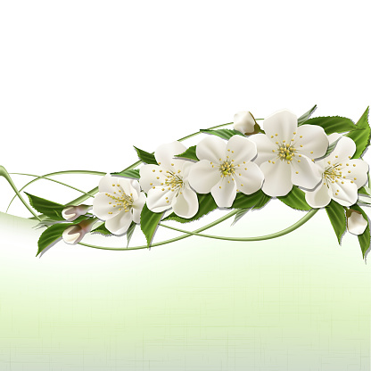 Spring header with white cherry flowers, buds and copy space. Vector illustration