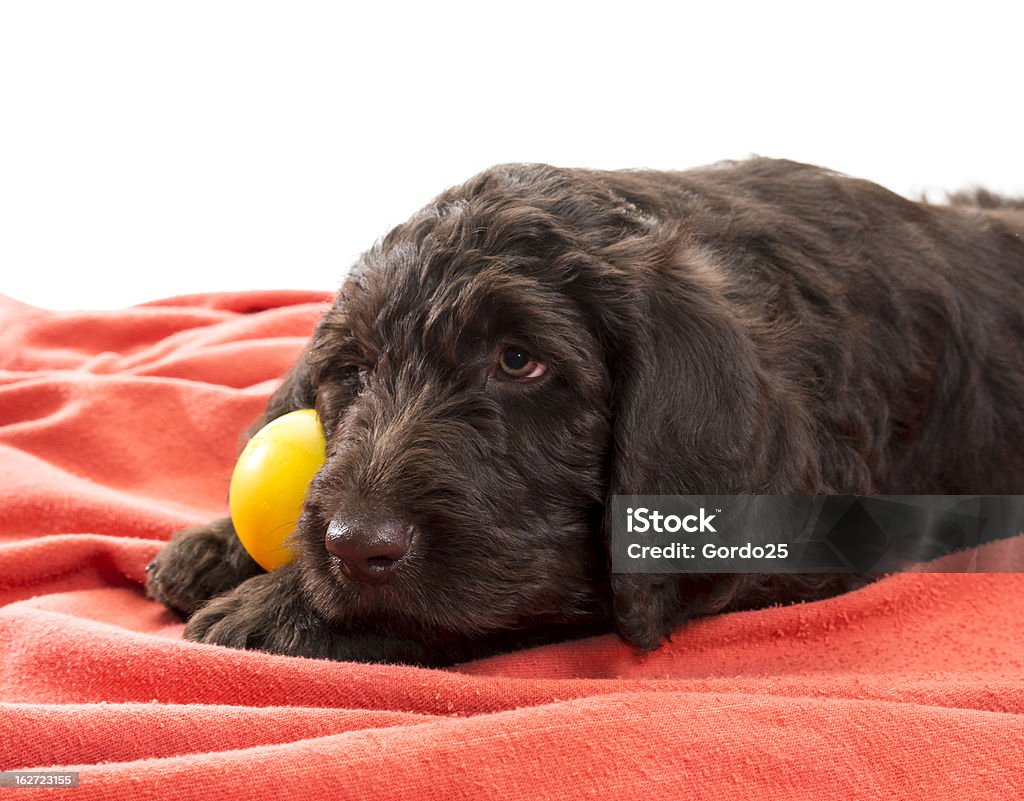 Nahaufnahme von einem braunen Labradoodle - Lizenzfrei Braun Stock-Foto