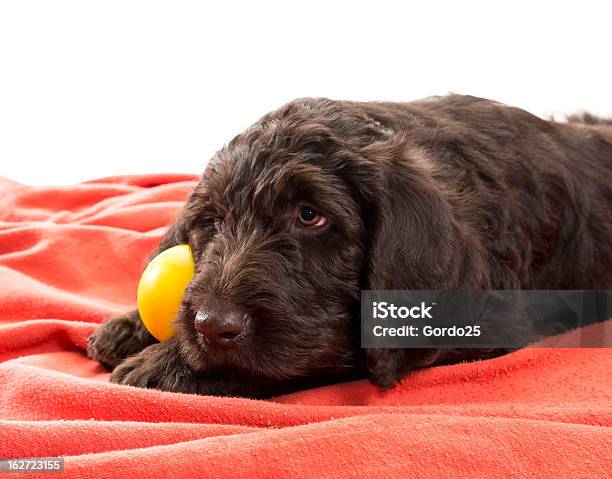 Nahaufnahme Von Einem Braunen Labradoodle Stockfoto und mehr Bilder von Braun - Braun, Fotografie, Haustier