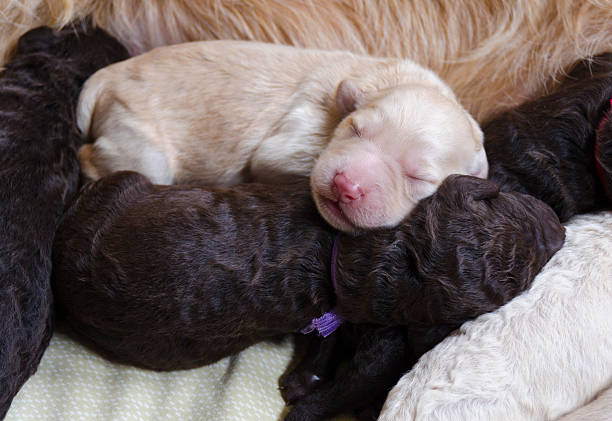 istock Newborn Puppy Sleeping on Her Siblings 162723274
