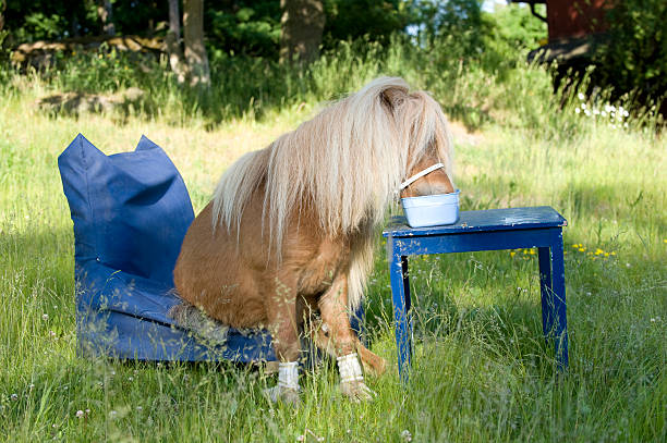 A qute chestnut pony sitting in a chair eating from the table.