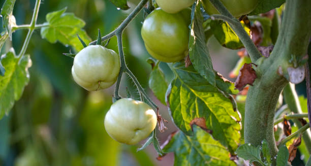istock green tomatoes growing in a vegetable garden 1627262454