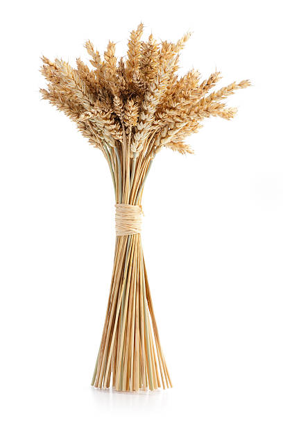 fascio di spighe di grano maturo - wheat bundle bouquet food foto e immagini stock