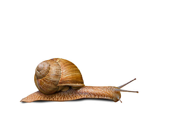 Grapevine Snail / Weinbergschnecke stock photo