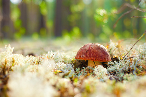 Porcini mushroom in the forest.
