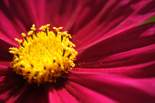 Close up of the yellow disc floret with dark pink flower petals of a vibrant summer garden flower.