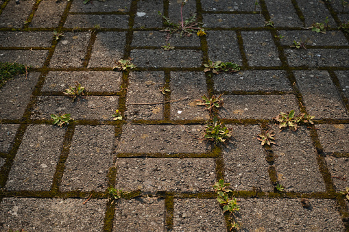 Moss and weeds growing on a home paved driveway.