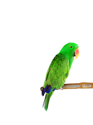 Beautiful green Electus parrot isolated on white