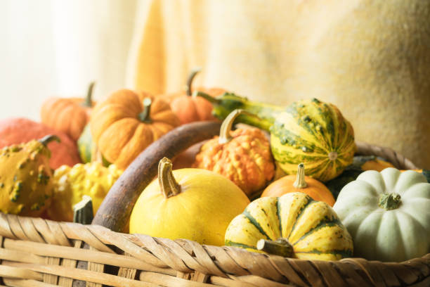 Autumn Collection of Colorful Gourds and Pumpkins in a Wicker Basket