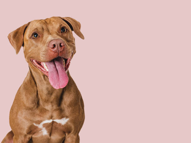 istock Cute brown dog that smiles. Isolated background 1627296274