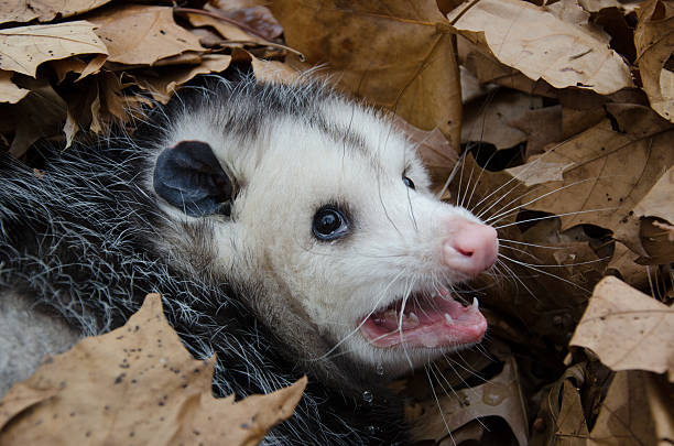 オポッサムの葉 - common opossum ストックフォトと画像