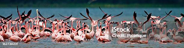 Flamencos De Lago Nakuru Foto de stock y más banco de imágenes de Agua - Agua, Aire libre, Animales de Safari