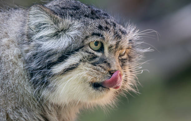 Pallas's cat (Otocolobus manul), also known as the manul, is a small wild cat with long and dense light grey fur, and rounded ears set low on the sides of the head. stock photo