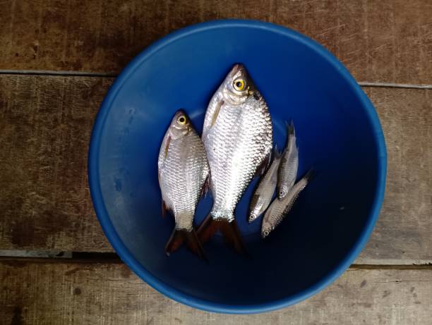 istock types of river fish that are often caught 1627311774