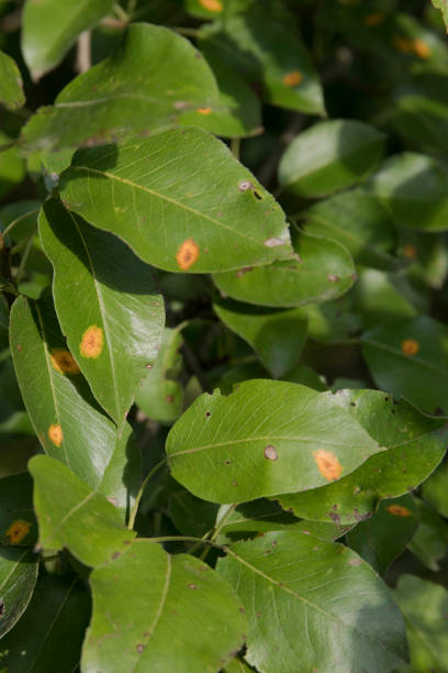 istock Pear leaves infestated by pear rust 1627311779