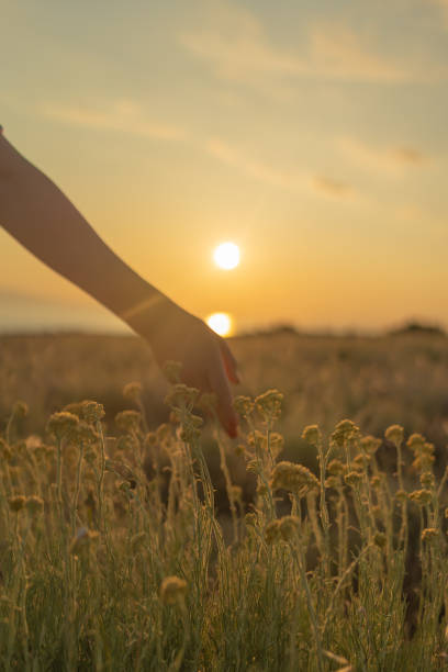 istock Hand reaches for flowers in meadow at dawn 1627323805