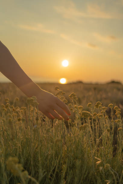 istock Hand reaches for flowers in meadow at dawn 1627323807