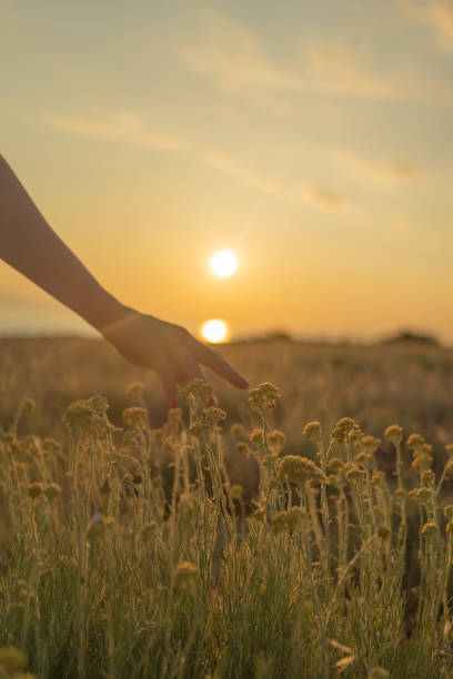 istock Hand reaches for flowers in meadow at dawn 1627324171