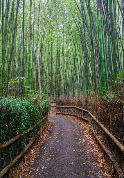 живописное зрелище в знамен�итой бамбуковой роще арасияма в киото. япония. - kyoto city kyoto prefecture kinkaku ji temple temple стоковые фото и изображения