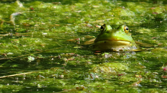 Large frog in a pond outside a home in New York