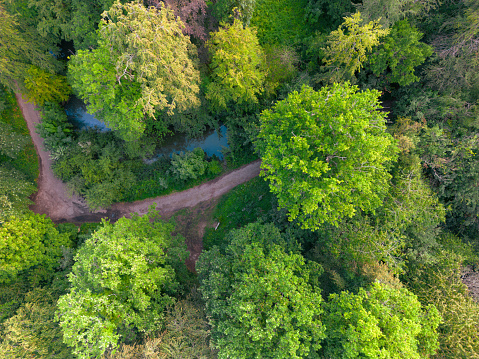 Drone top down voles of lush summer trees seen at the edge of a wilderness path in europe. Part of a large pond can be seen off centre.