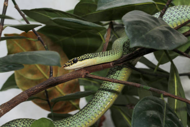 Close up green snake or Chrysopelea ornata on tree