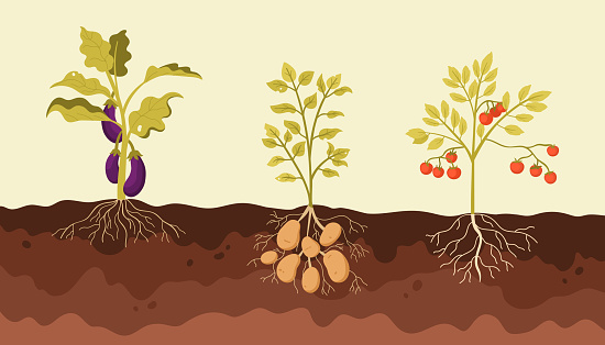 istock Nightshade vegetables grow in soil of garden or farm field, structure with ground level 1627411259