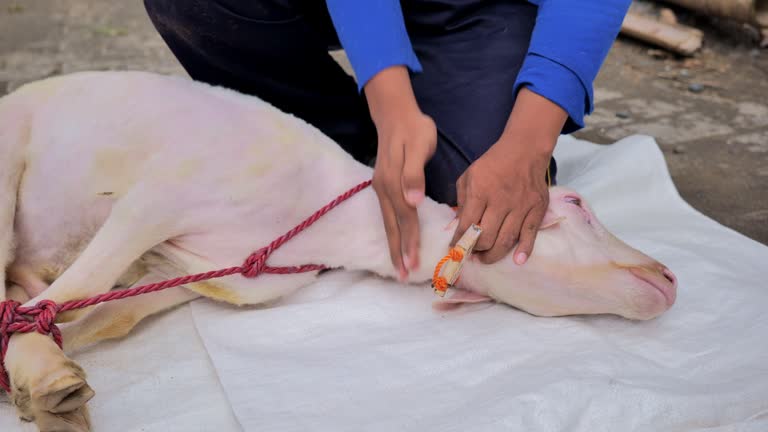 The farmer demonstrates how to slaughter an Islamic sheep with his hands. The sheep is placed on the ground and its neck is slit by hand.