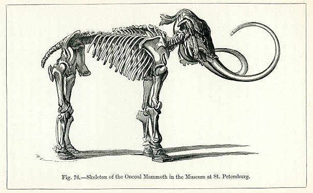 illustrations, cliparts, dessins animés et icônes de squelette de oncoul mammoth - pliocene