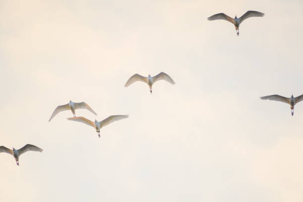 istock a flock of egrets fly back to the nest 1627428574