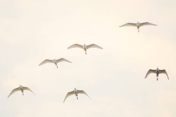 istock a flock of egrets fly back to the nest 1627428578