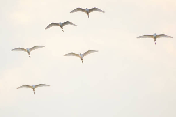 istock a flock of egrets fly back to the nest 1627428580
