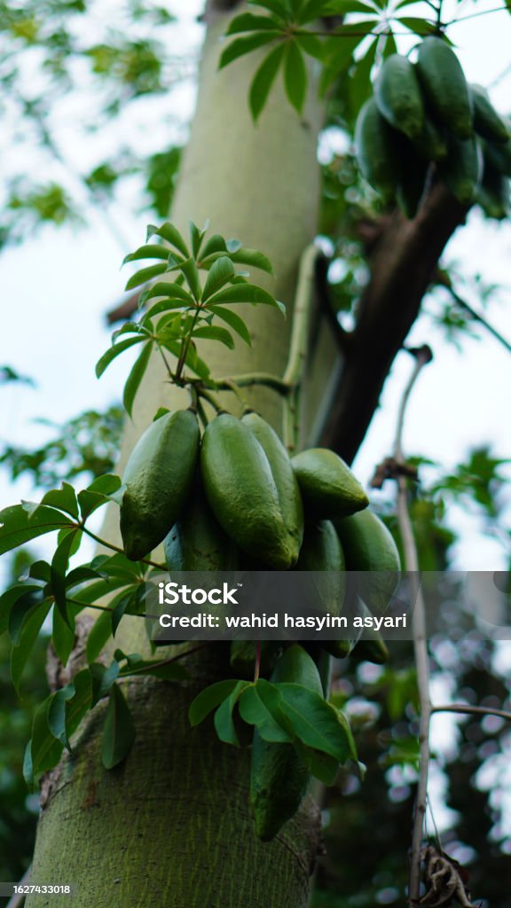 Fromager Ceiba Pentandra Fruit On A Tree Stock Photo - Download Image Now ...