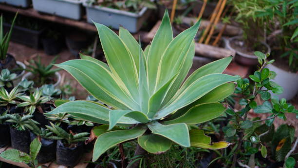 istock Agave attenuata in the garden 1627444935