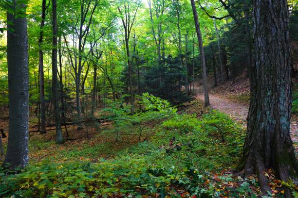 istock Saugatuck Dunes State Park Michigan 1627457872